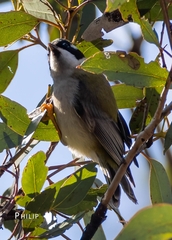Melithreptus gularis