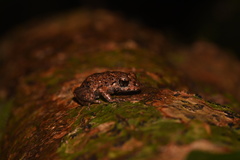 Pristimantis altamazonicus