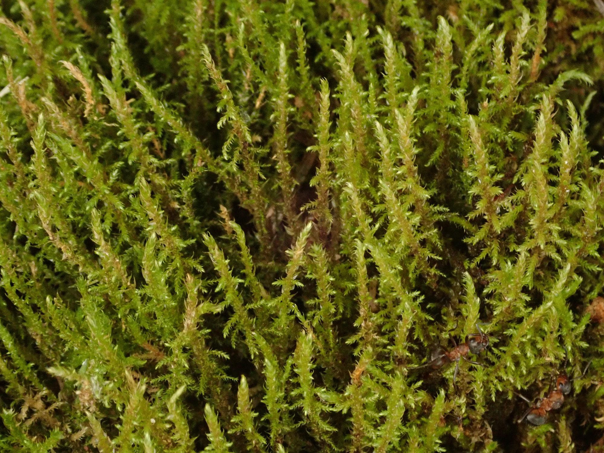 Cratoneuron filicinum