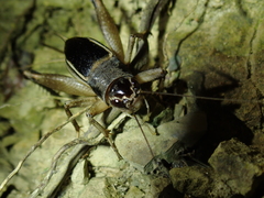 Teleogryllus