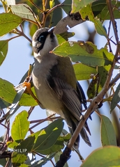 Melithreptus gularis