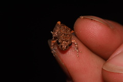 Pristimantis altamazonicus
