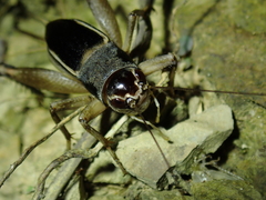 Teleogryllus