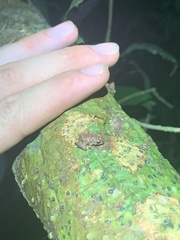 Pristimantis altamazonicus