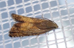 Pammene aurita