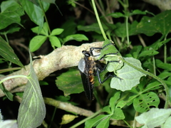 Microstylum oberthurii