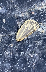 Apantesis virguncula