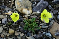 Papaver radicatum