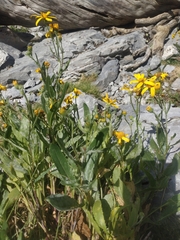 Senecio pyrenaicus