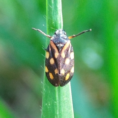 Isozulia christenseni