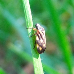 Isozulia christenseni