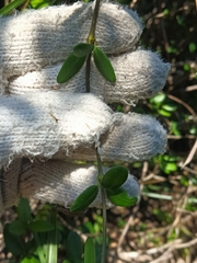Alyxia sinensis