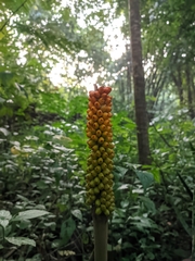 Amorphophallus sylvaticus