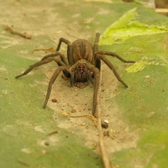Lycosidae