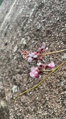 Wisteriopsis