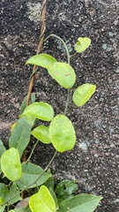 Wisteriopsis