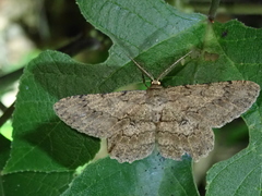 Paradarisa chloauges