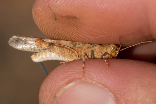 Caerulean-winged Grasshopper