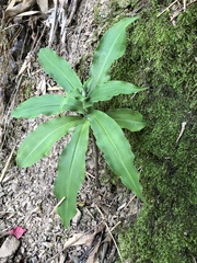 Habenaria stenopetala