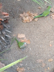 Myiopsitta monachus