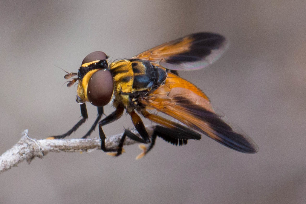 Cyclorrhaphan Flies