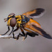 Cyclorrhaphan Flies - Photo (c) Ken-ichi Ueda, some rights reserved (CC BY), uploaded by Ken-ichi Ueda