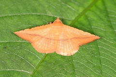 Striglina cancellata