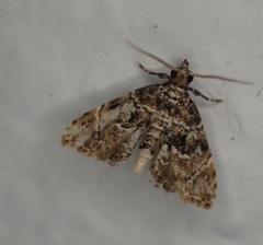 Microphysetica hermeasalis