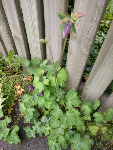 orlíček (Aquilegia)
