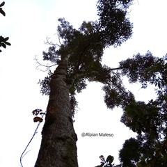 Radermachera quadripinnata