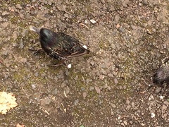 Sturnus vulgaris