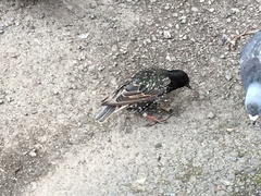 Sturnus vulgaris