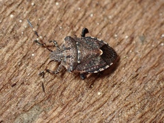 Oncocoris geniculatus