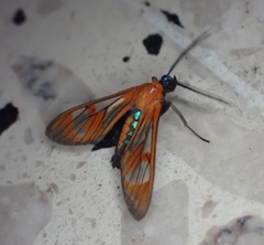 Cosmosoma achemonides