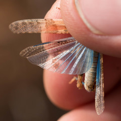 Trimerotropis pseudofasciata
