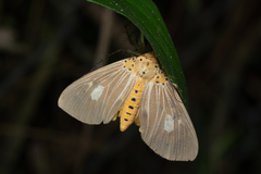 Asota plaginota
