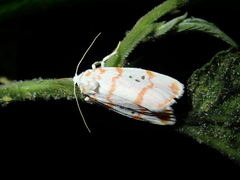 Cyana propinqua