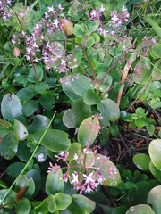 Crassula multicava multicava