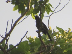 Quiscalus quiscula stonei