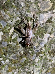 Teleogryllus mitratus