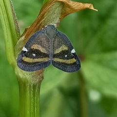 Ricania obliqua