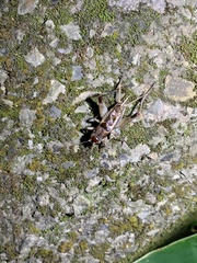 Teleogryllus mitratus
