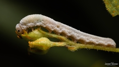Monostegia