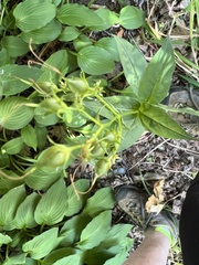 Penstemon digitalis