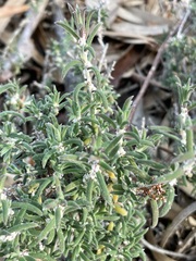 Malacocera tricornis