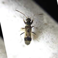 Pseudopachybrachius vinctus