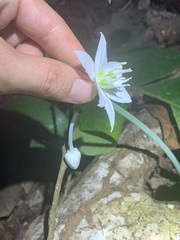 Urceolina amazonica