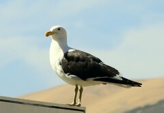 Larus dominicanus