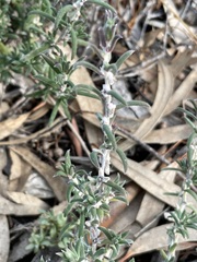 Malacocera tricornis