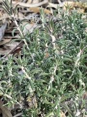 Malacocera tricornis